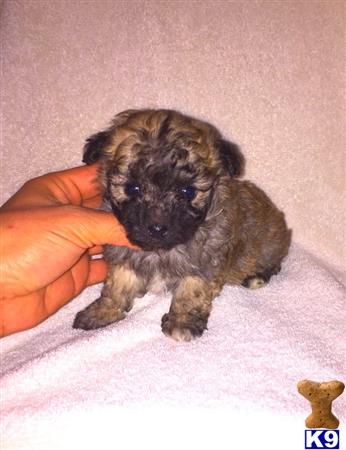 maltipoo puppy posted by NEW PUPPIES